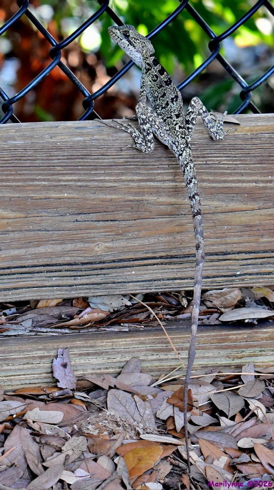 DSC_7400_001.JPG