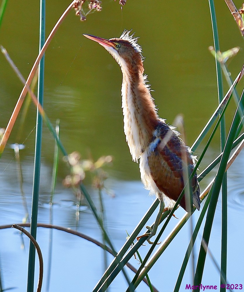 DSC_7401_001.JPG