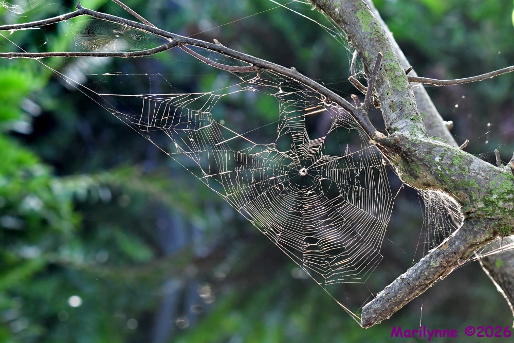 DSC_7402_001.JPG