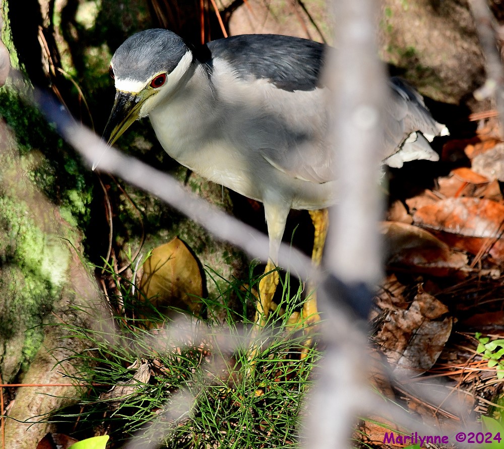 DSC_7403_001.JPG