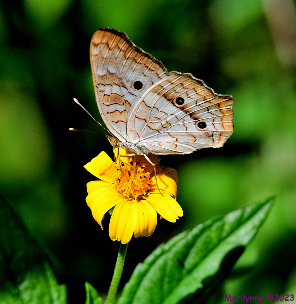 DSC_7409_001.JPG