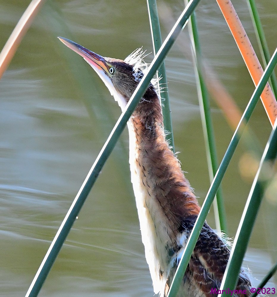 DSC_7410_001.JPG