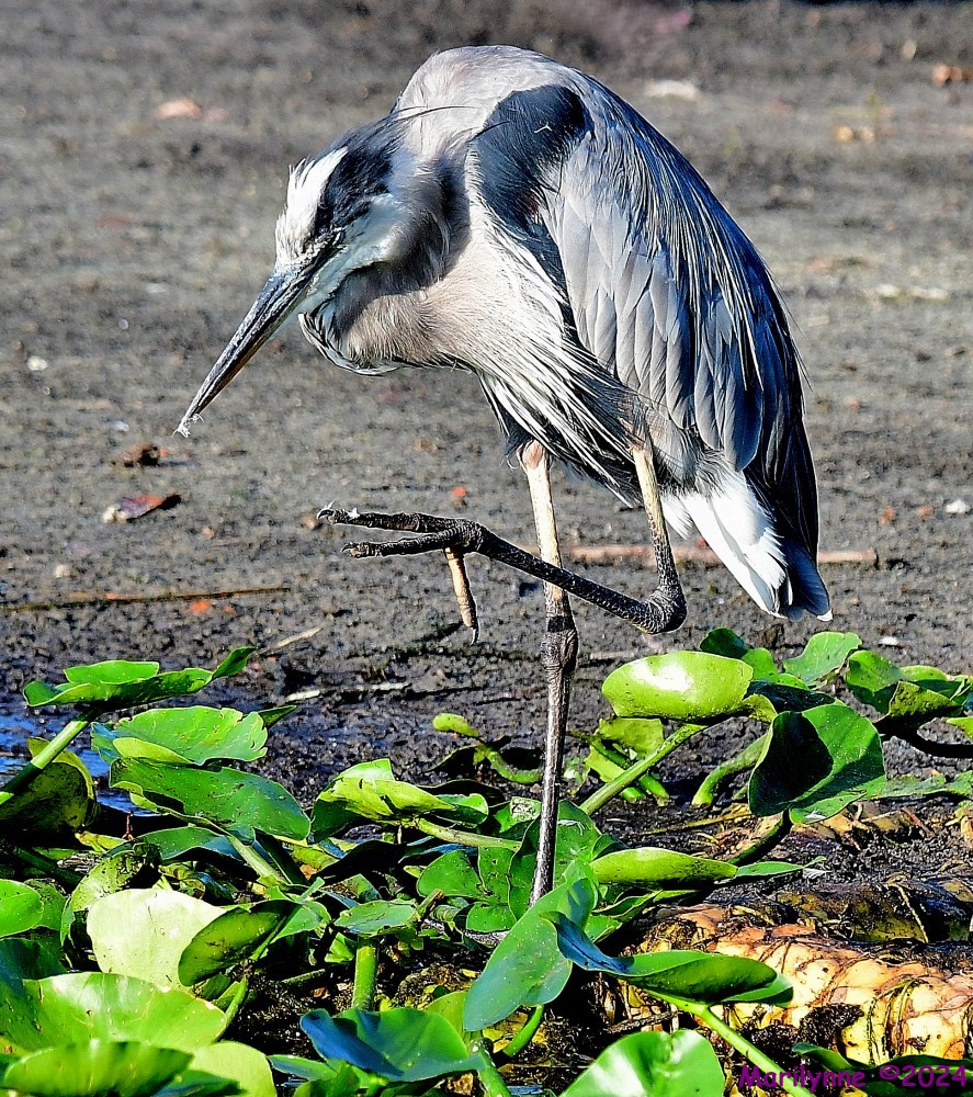 DSC_7411_001.JPG