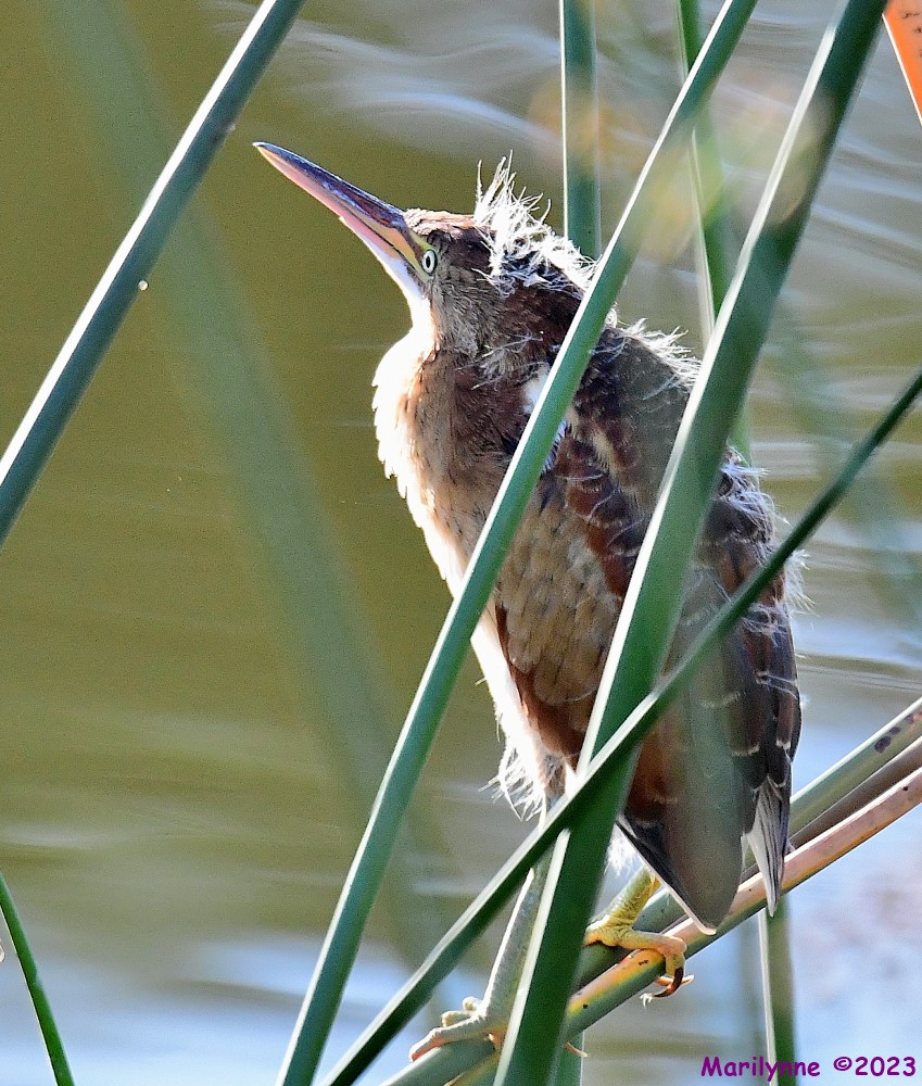 DSC_7412_001.JPG