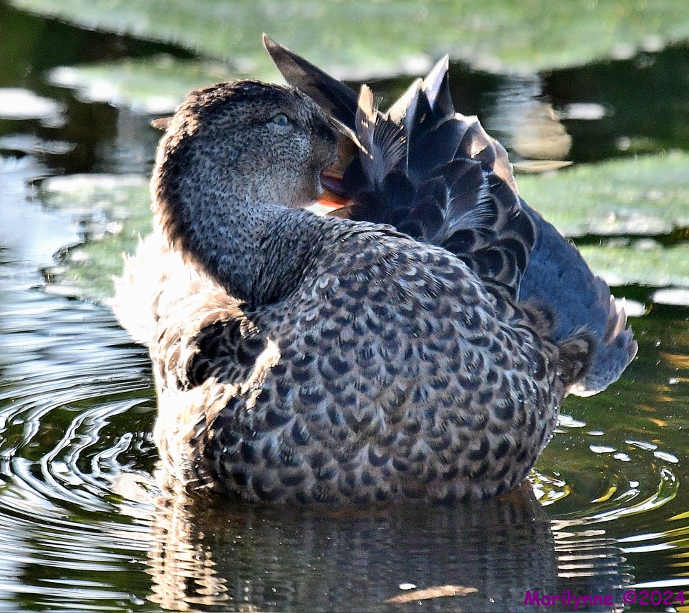 DSC_7414_001.JPG