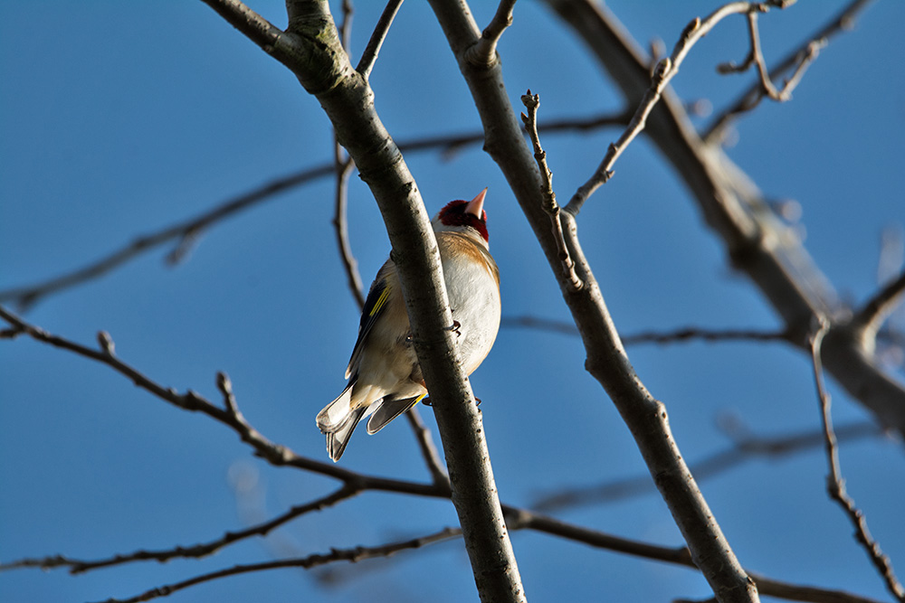 DSC_7416.jpg
