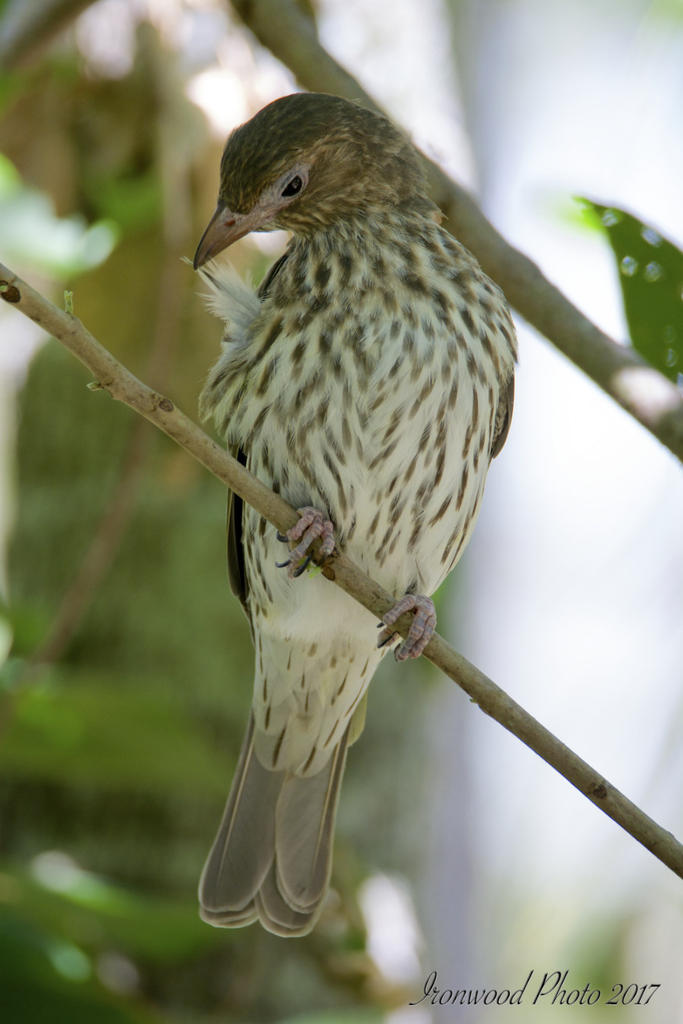 DSC_7417.jpg