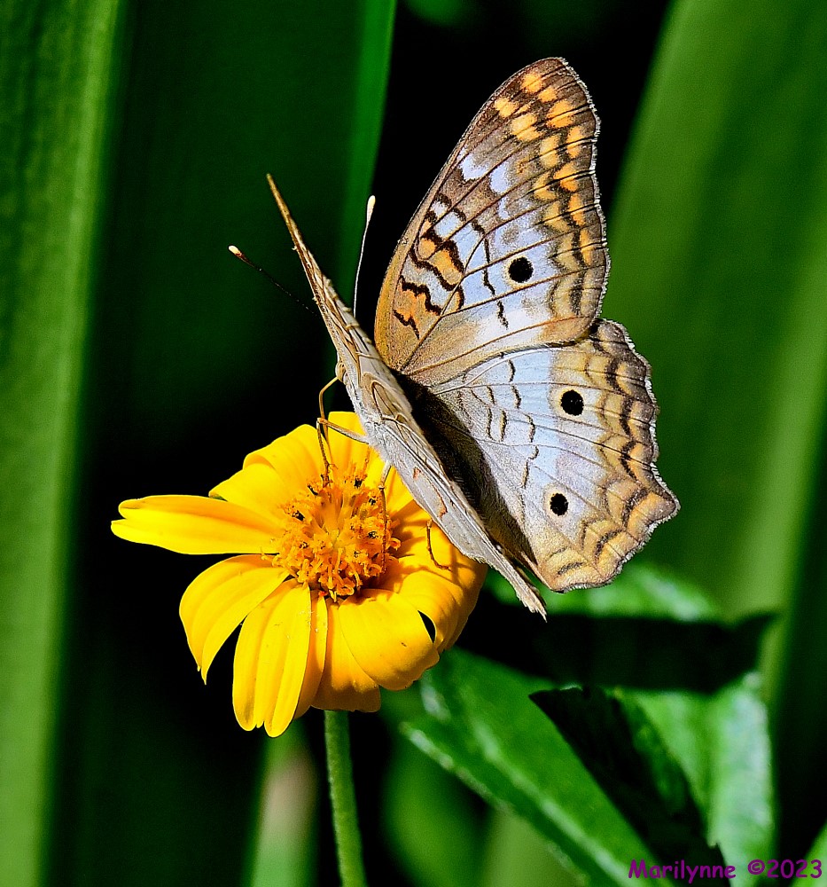 DSC_7417_001.JPG