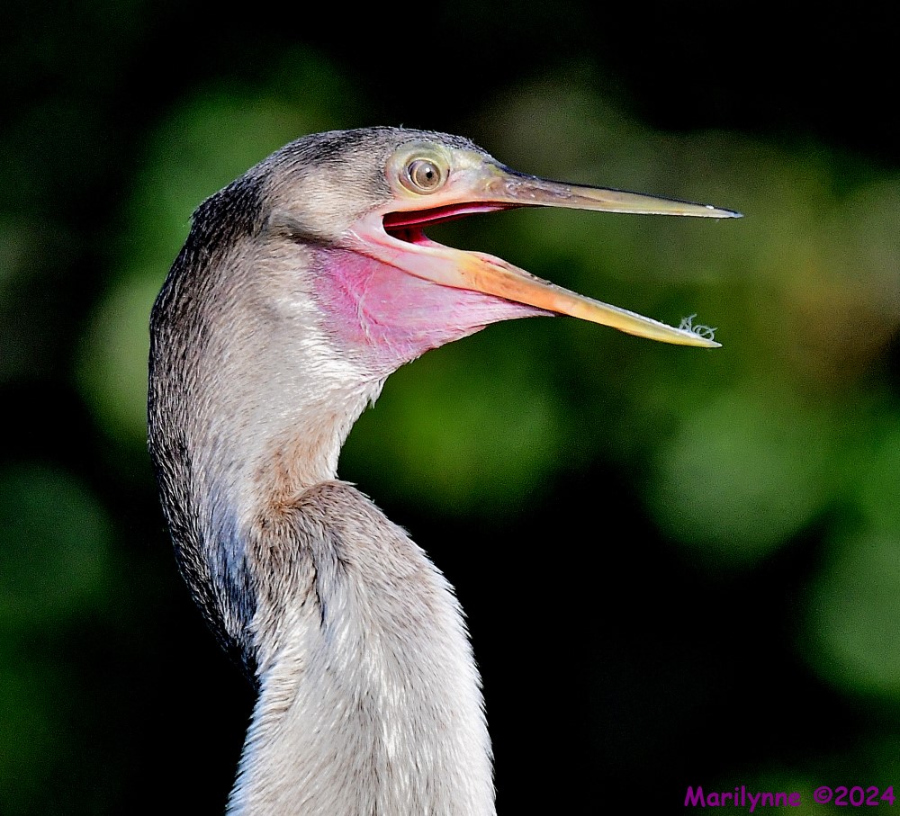 DSC_7417_001.JPG
