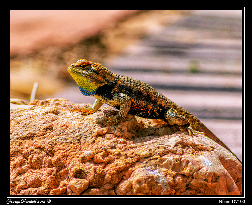 DSC_7417Web.jpg