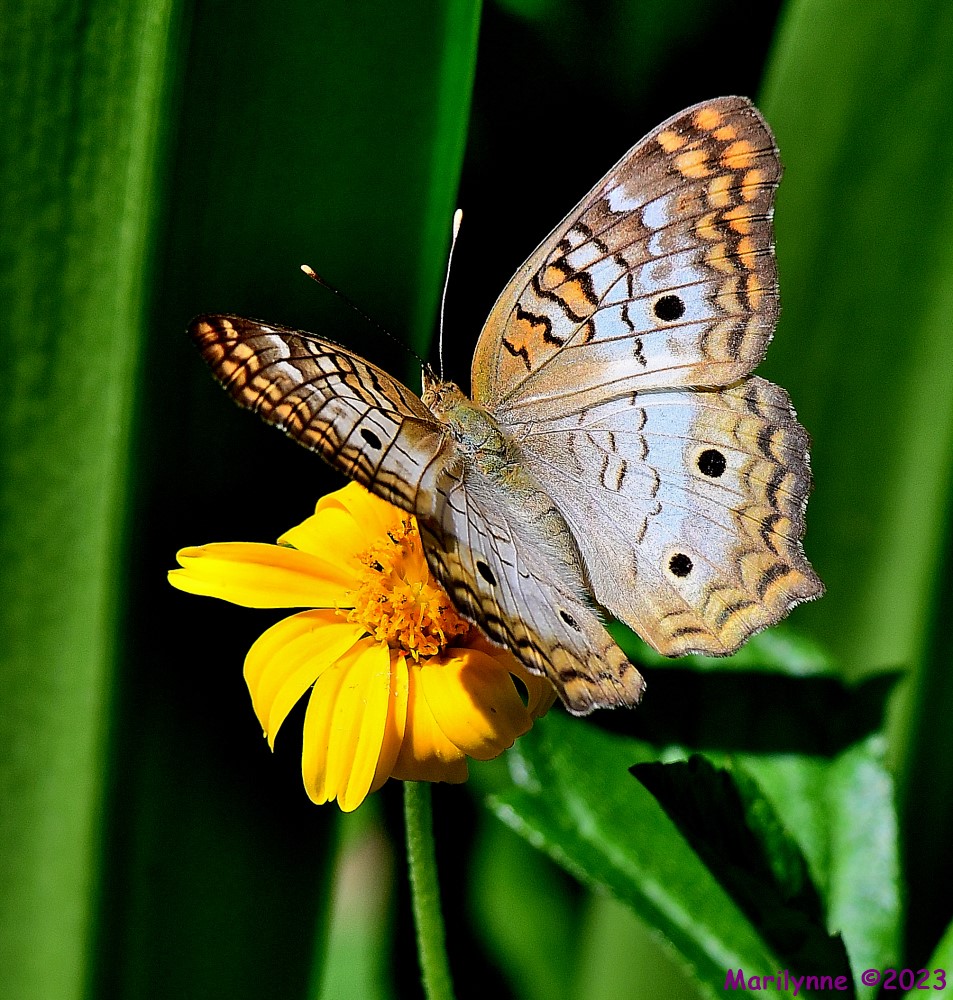 DSC_7418_001.JPG