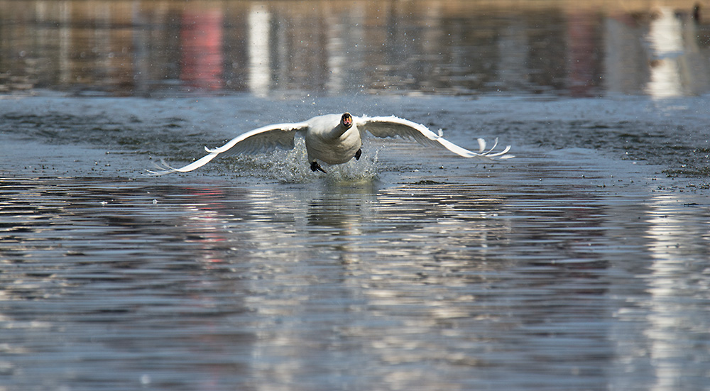 DSC_7419.jpg