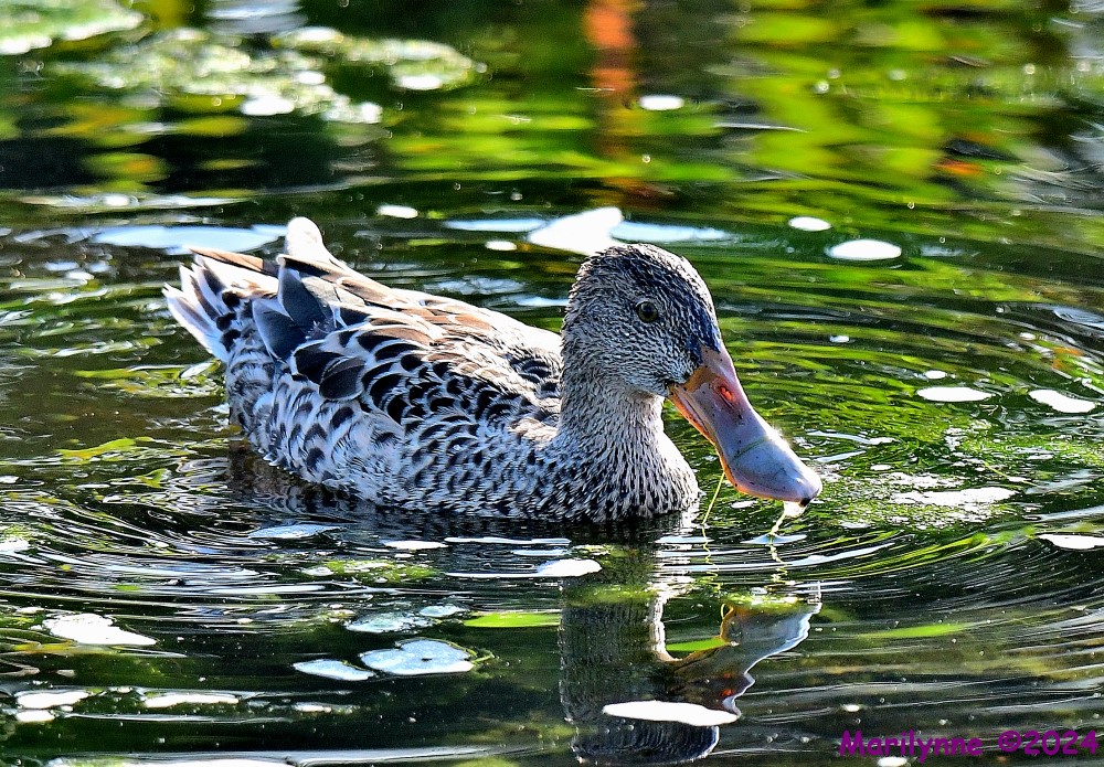 DSC_7419_001.JPG
