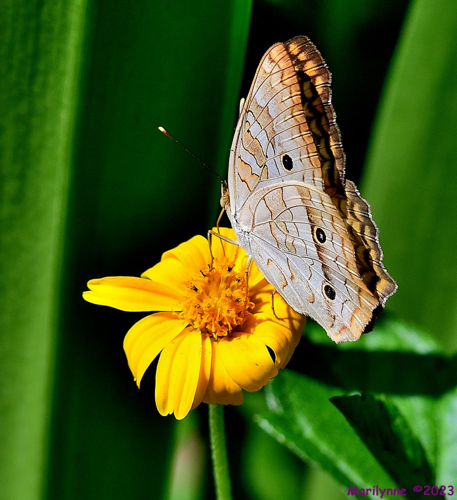 DSC_7420_001.JPG