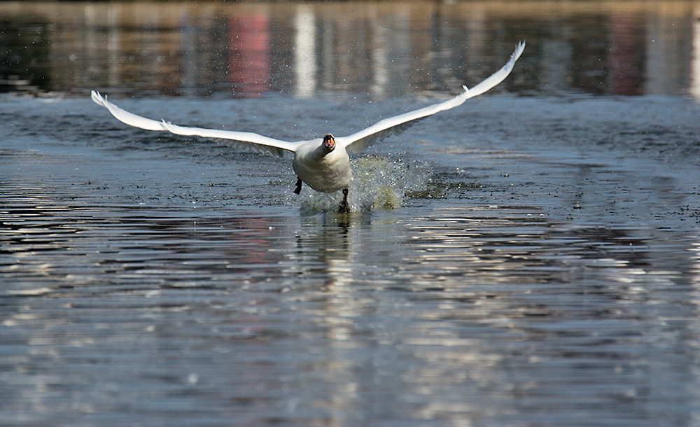 DSC_7421.jpg