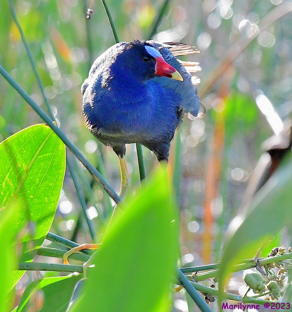 DSC_7421_001.JPG