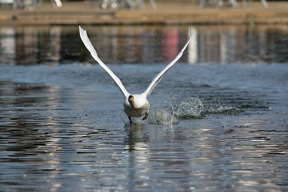 DSC_7423.jpg