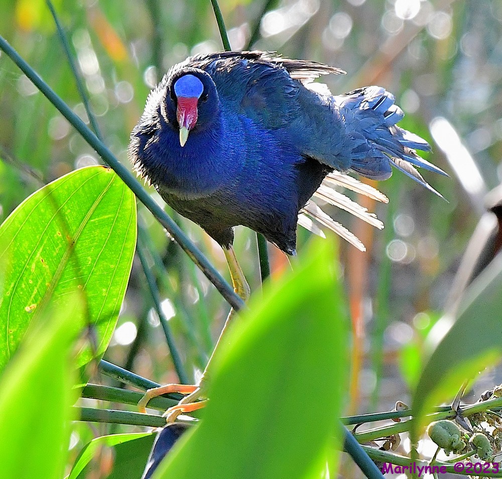 DSC_7424_001.JPG