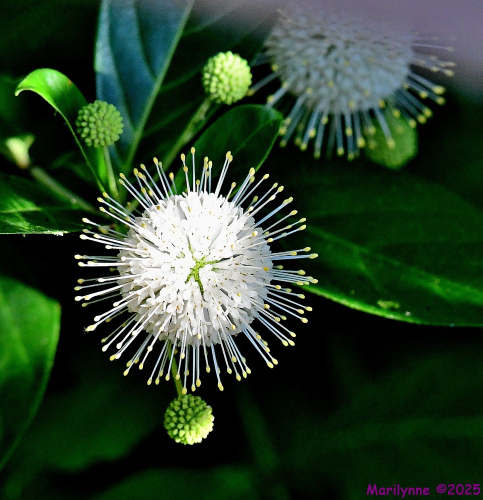 DSC_7426_001.JPG