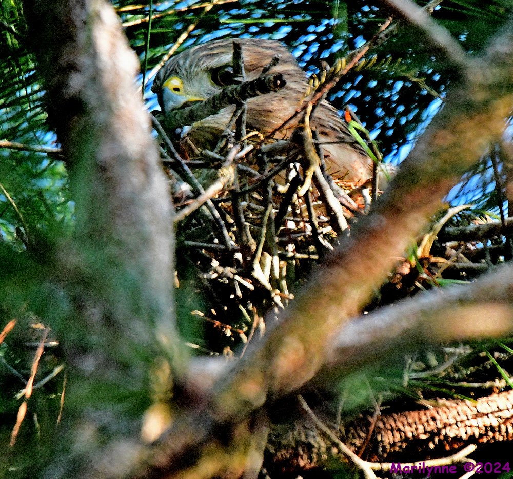 DSC_7427_001.JPG