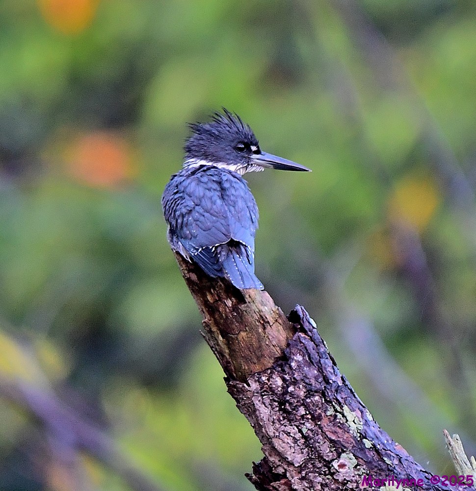 DSC_7430_001.JPG