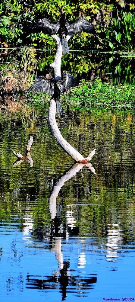 DSC_7432_001.JPG