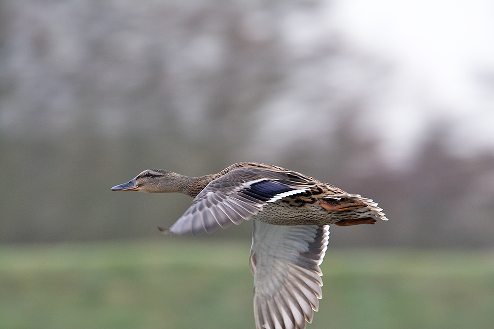 DSC_7433.jpg