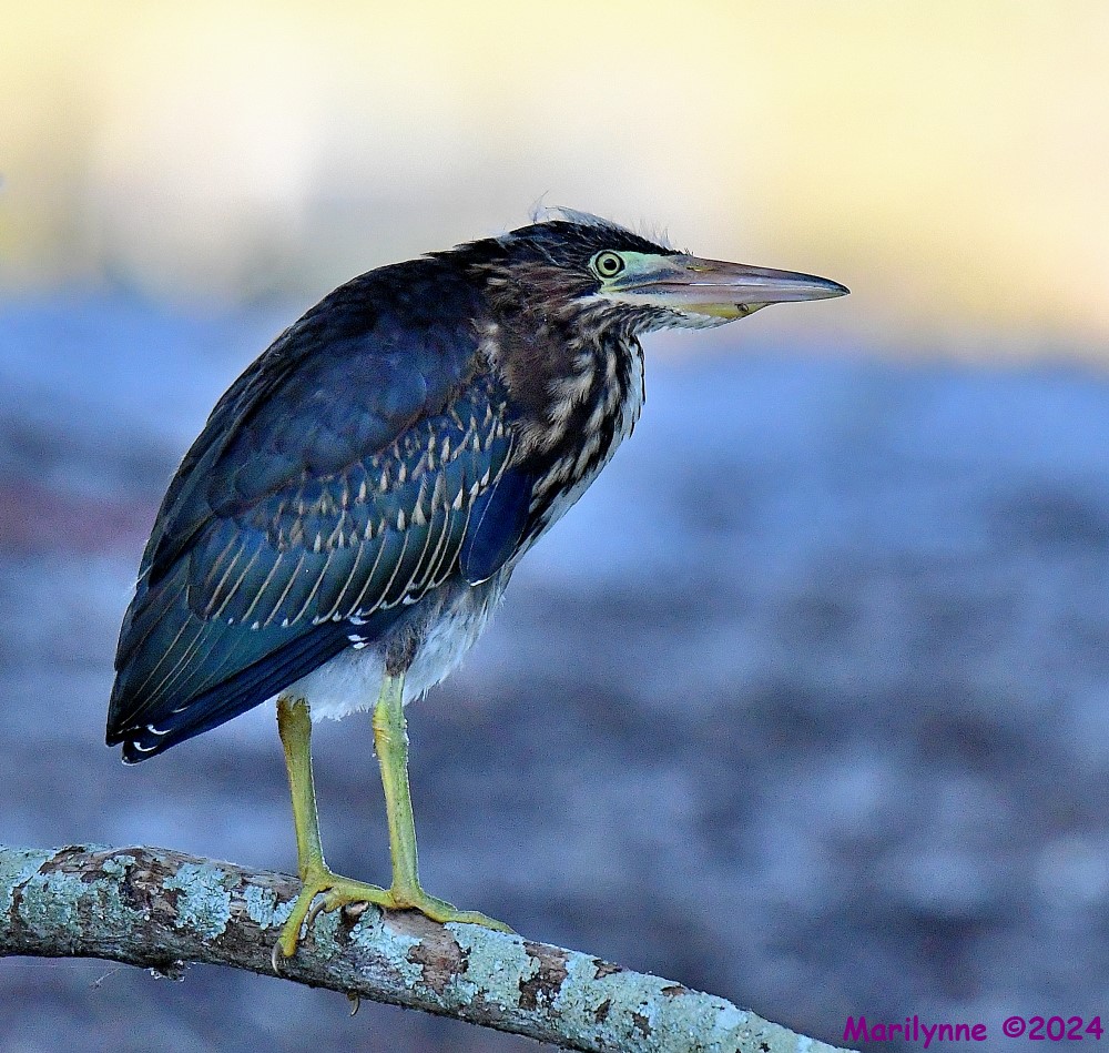 DSC_7433_001.JPG