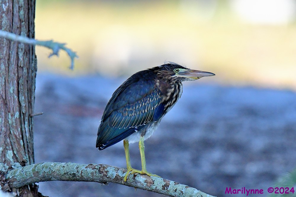 DSC_7434_001.JPG