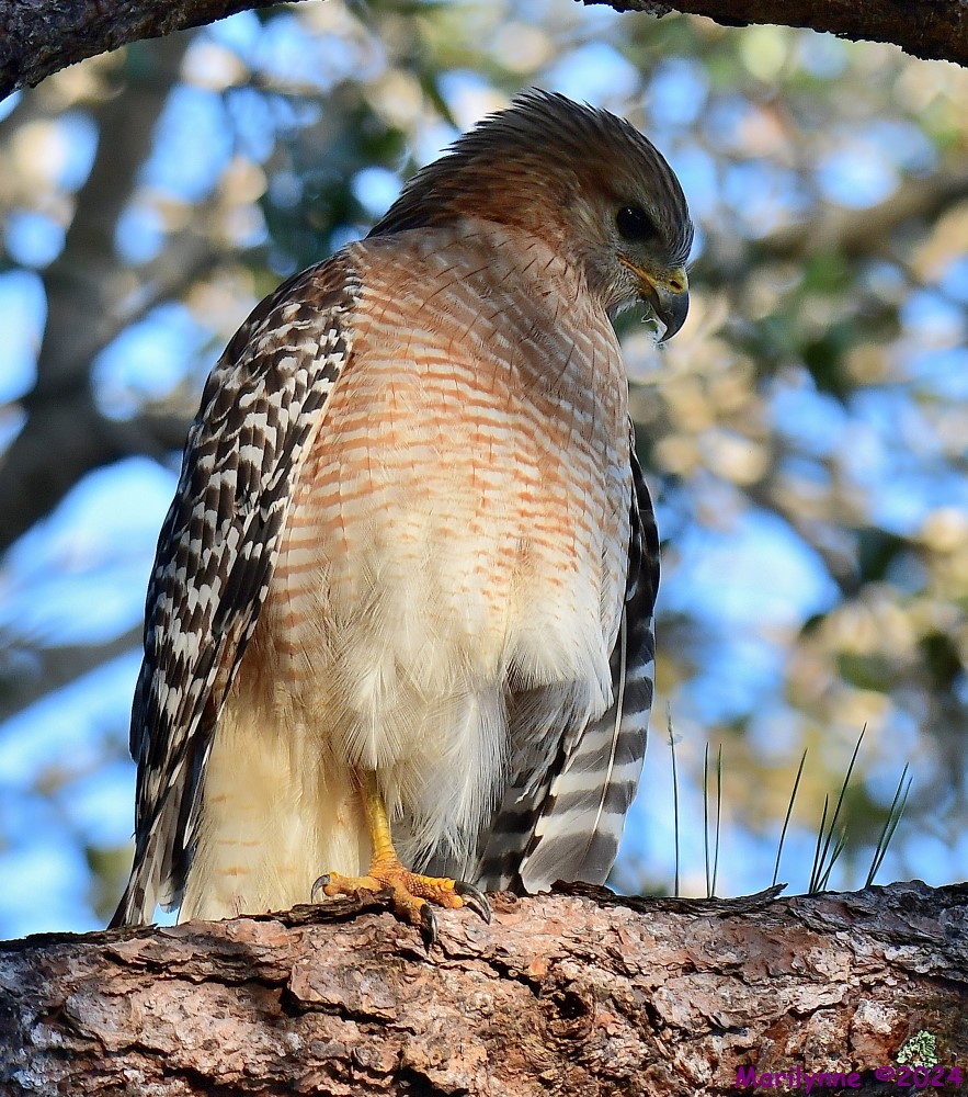 DSC_7434_001.JPG