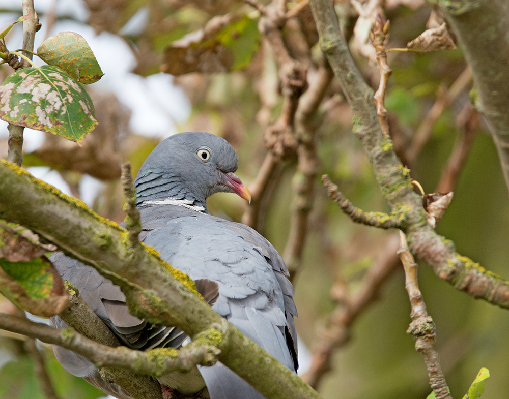 DSC_7435.jpg