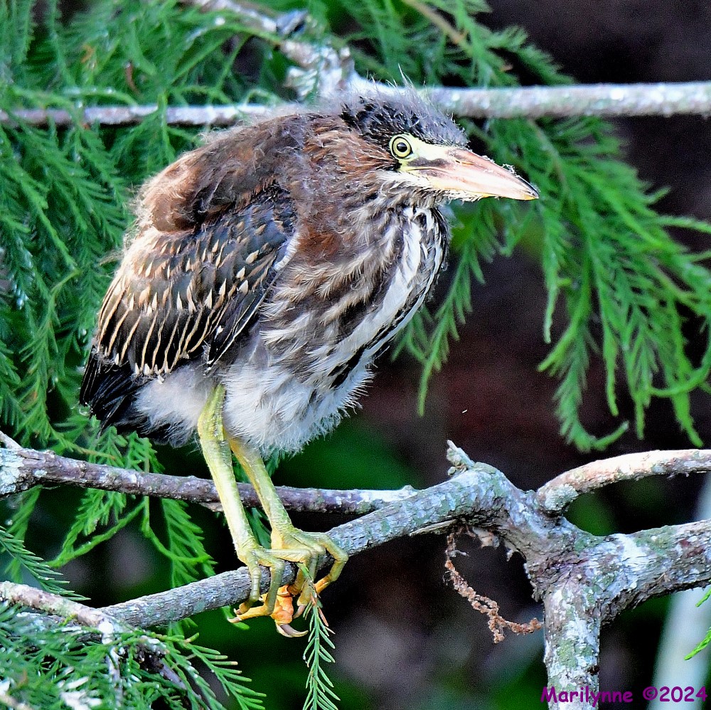 DSC_7435_001.JPG
