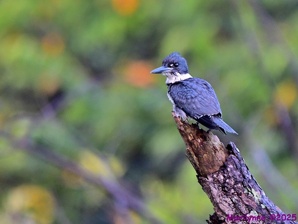 DSC_7435_001.JPG