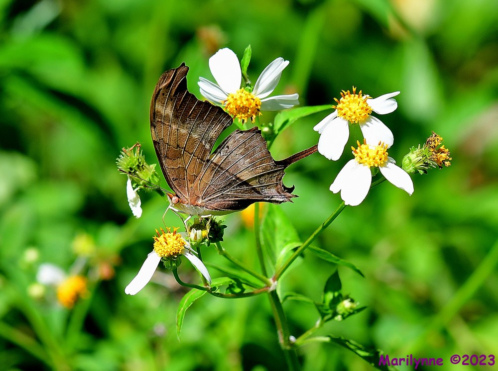 DSC_7437_001.JPG
