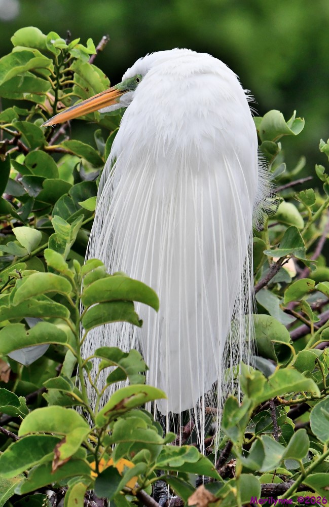 DSC_7437_001.JPG