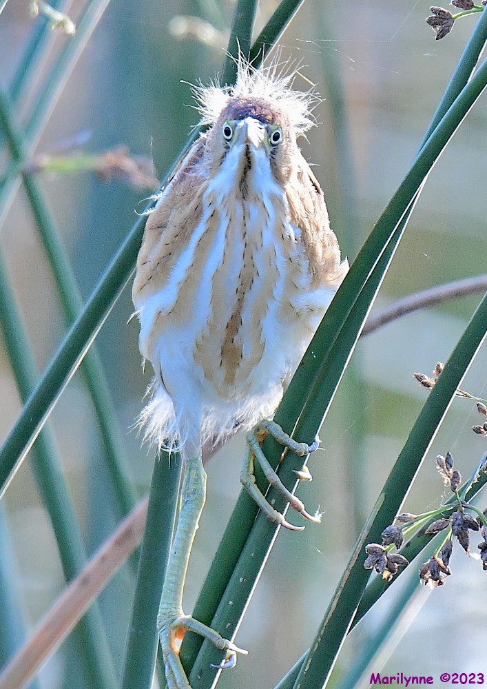 DSC_7438_001.JPG