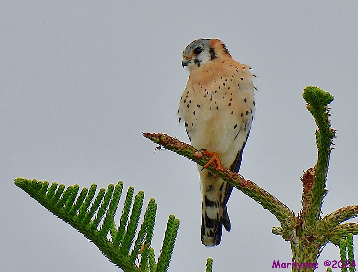 DSC_7438_001.JPG