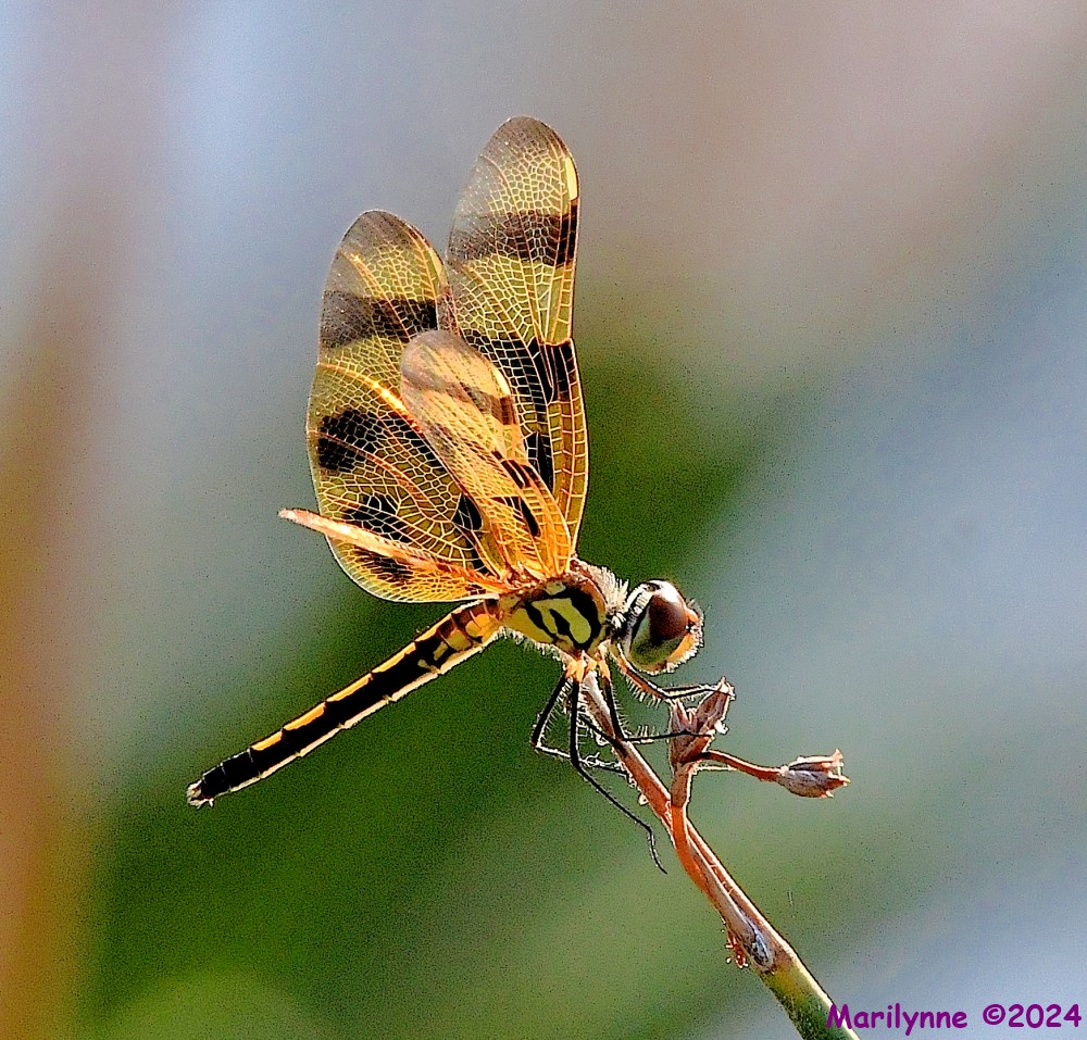 DSC_7438_001.JPG