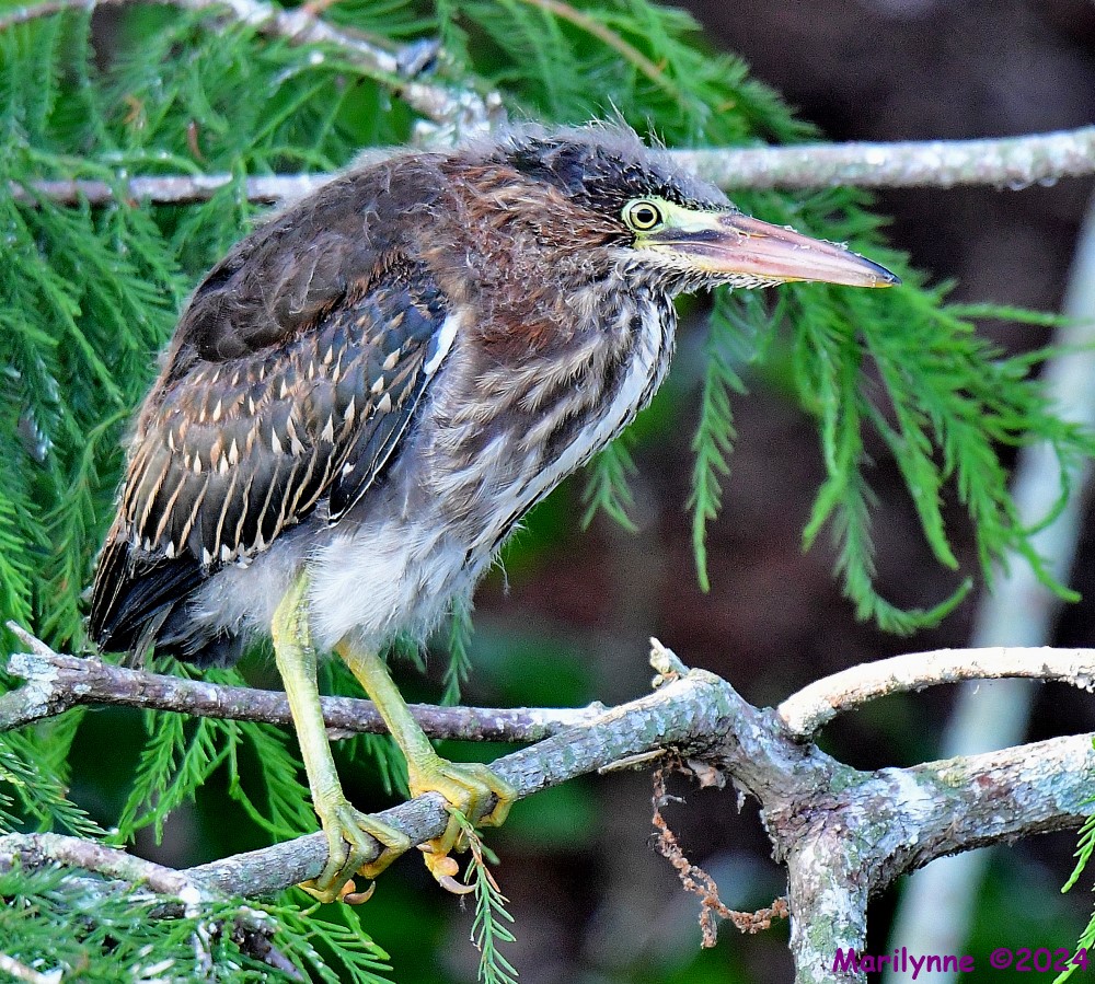 DSC_7439_001.JPG
