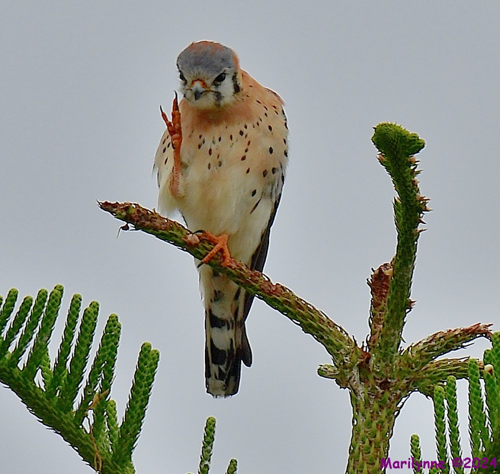 DSC_7441_001.JPG