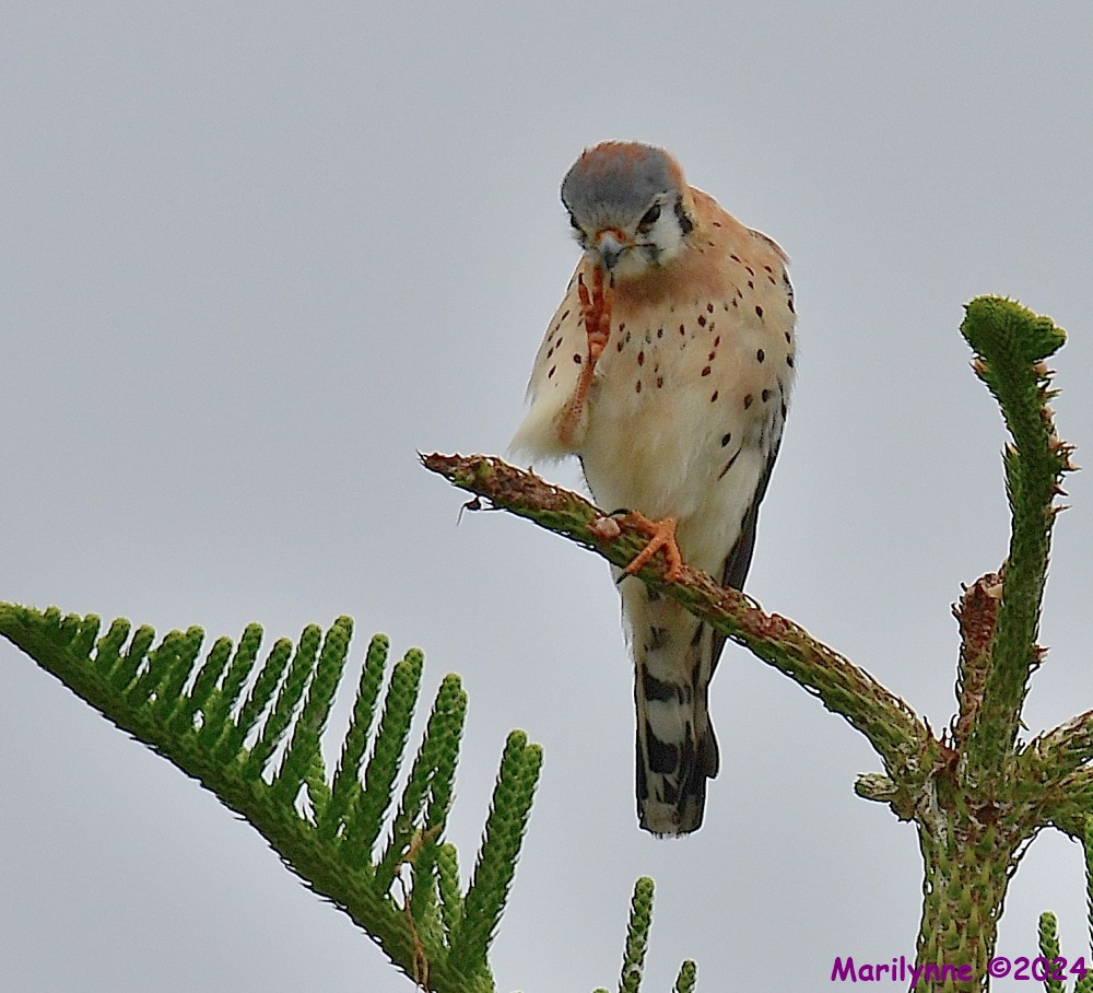 DSC_7442_001.JPG