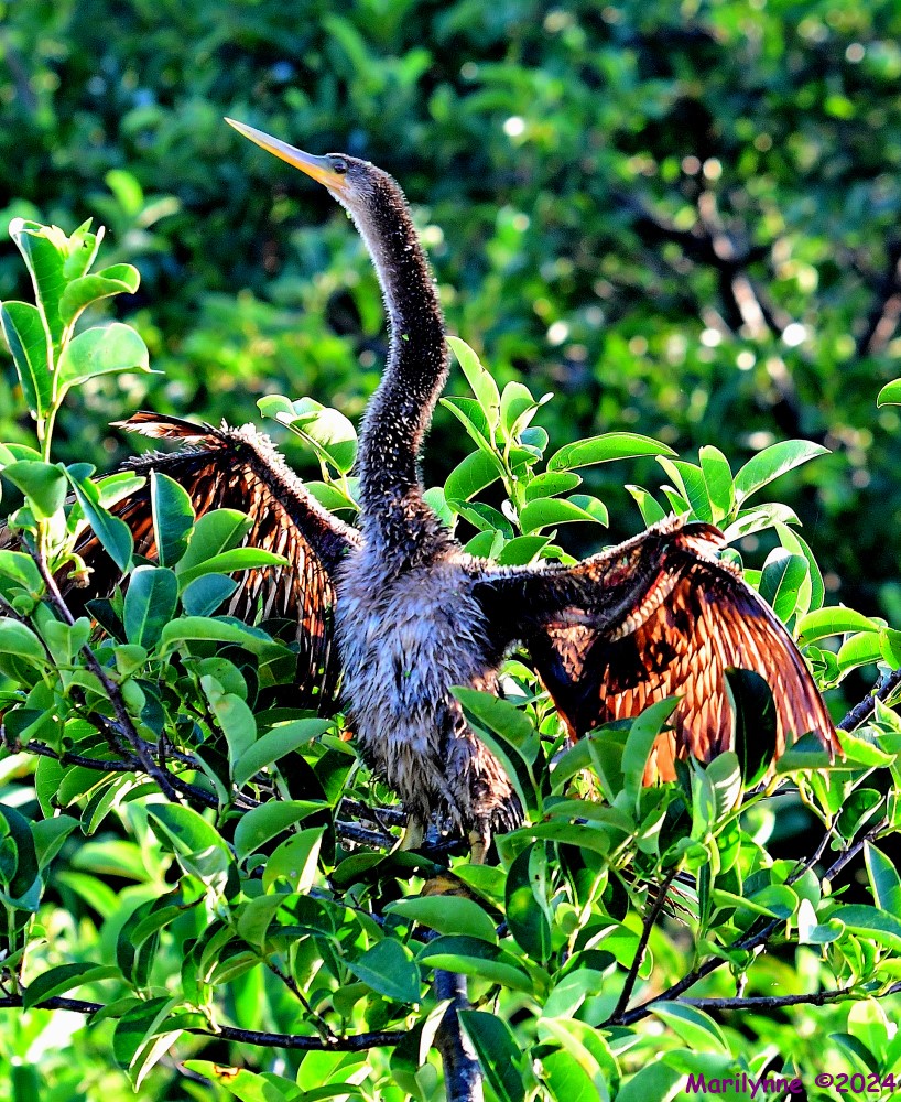 DSC_7442_001.JPG