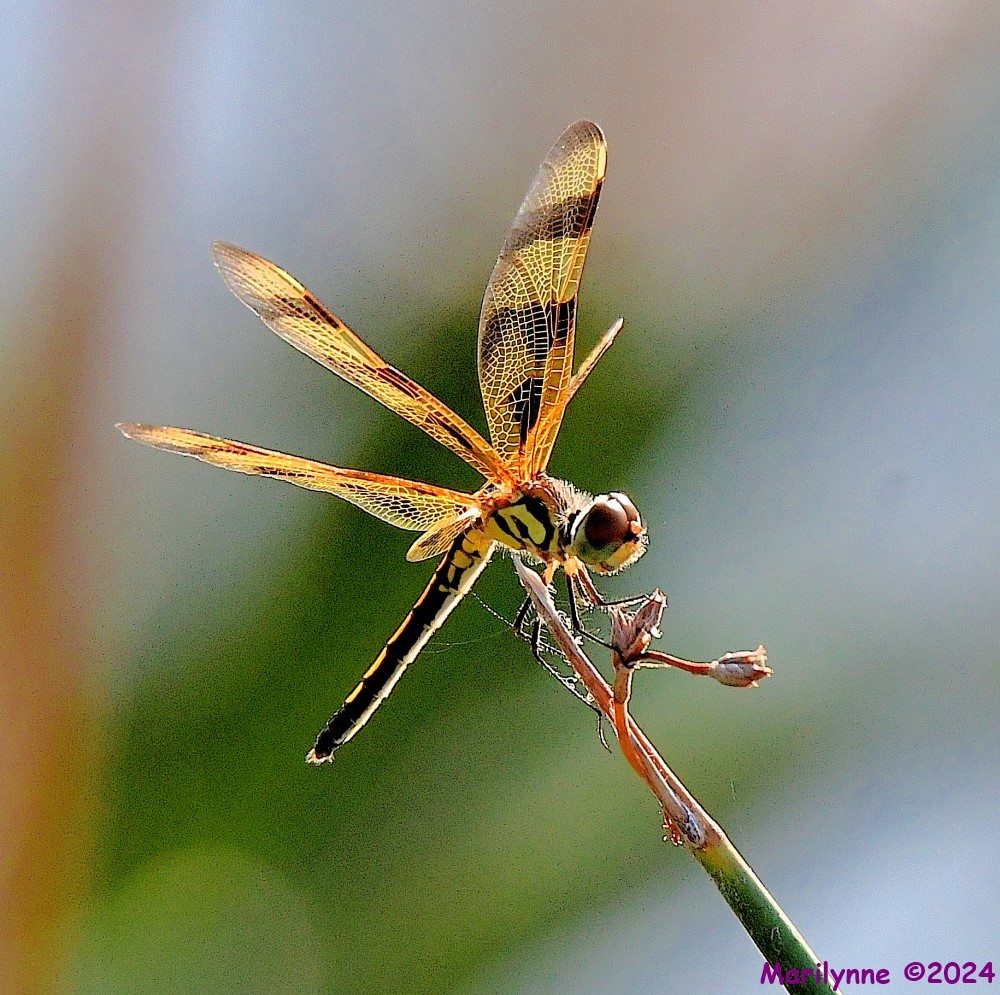 DSC_7442_001.JPG