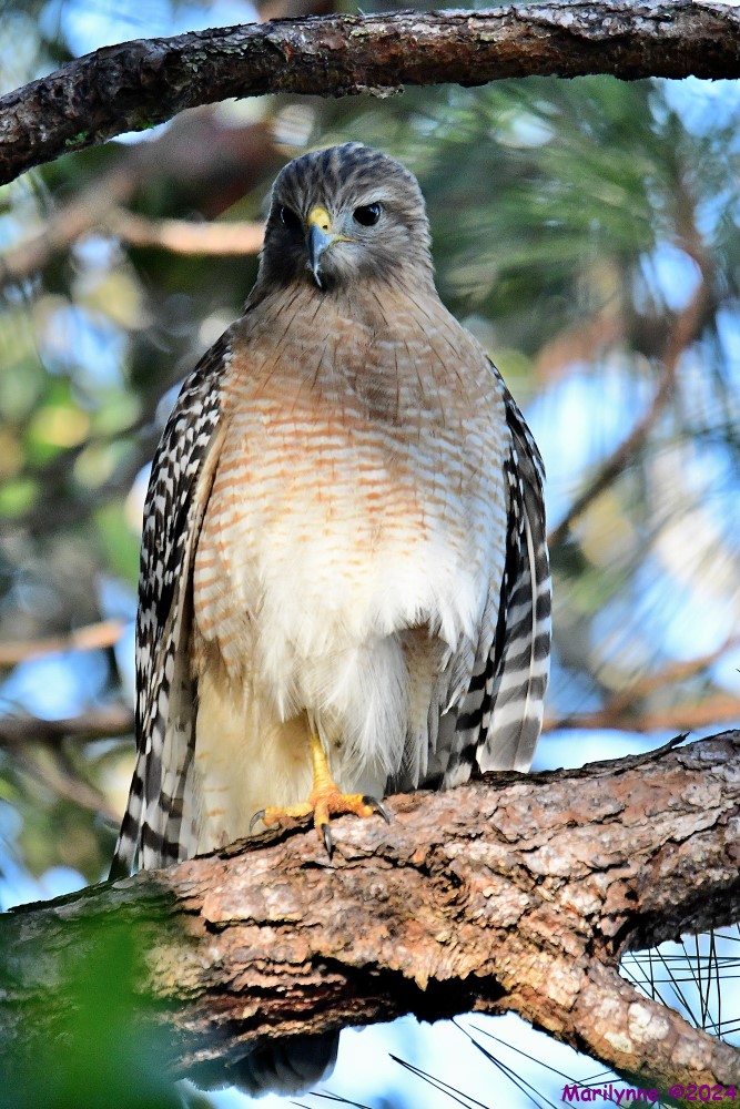 DSC_7442_001.JPG