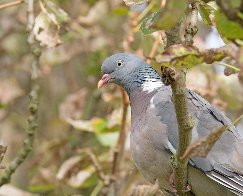 DSC_7444.jpg