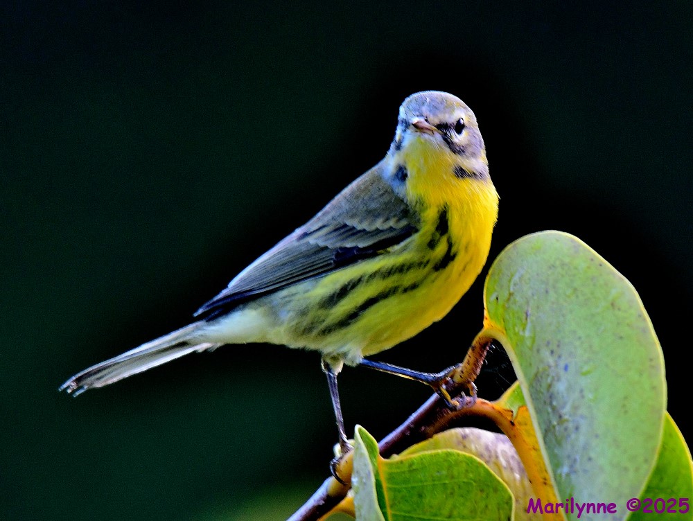 DSC_7445_001.JPG