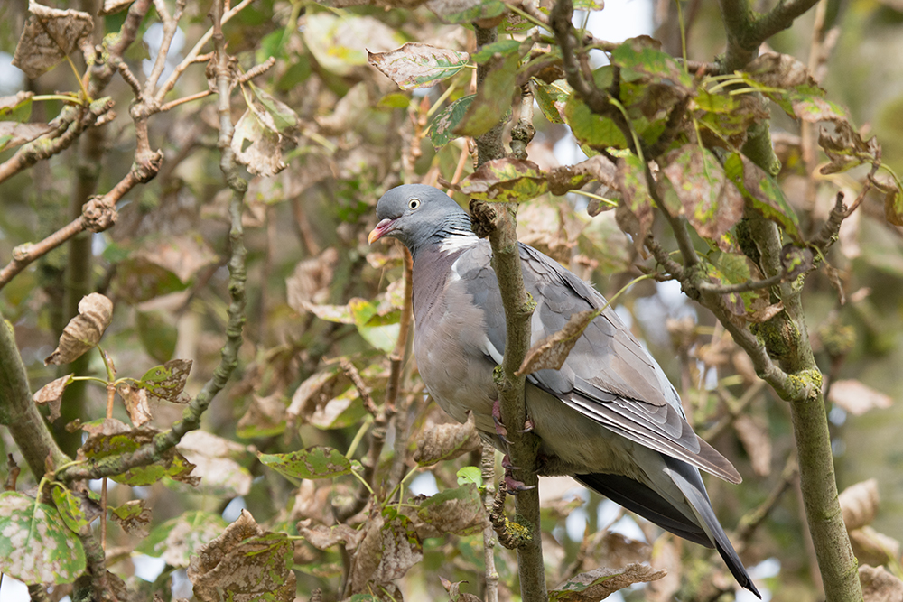 DSC_7446.jpg