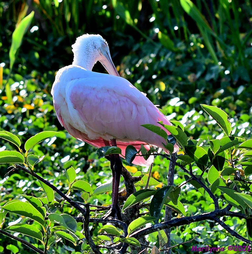 DSC_7446_001.JPG
