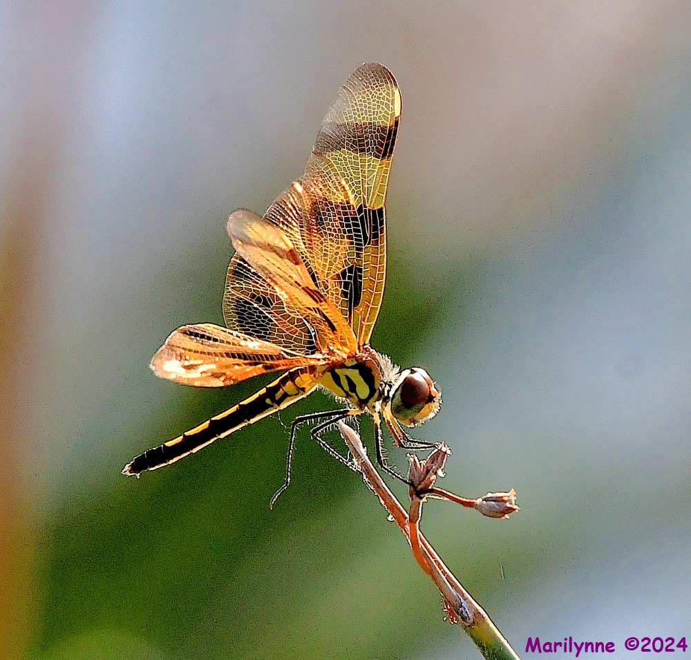 DSC_7446_001.JPG