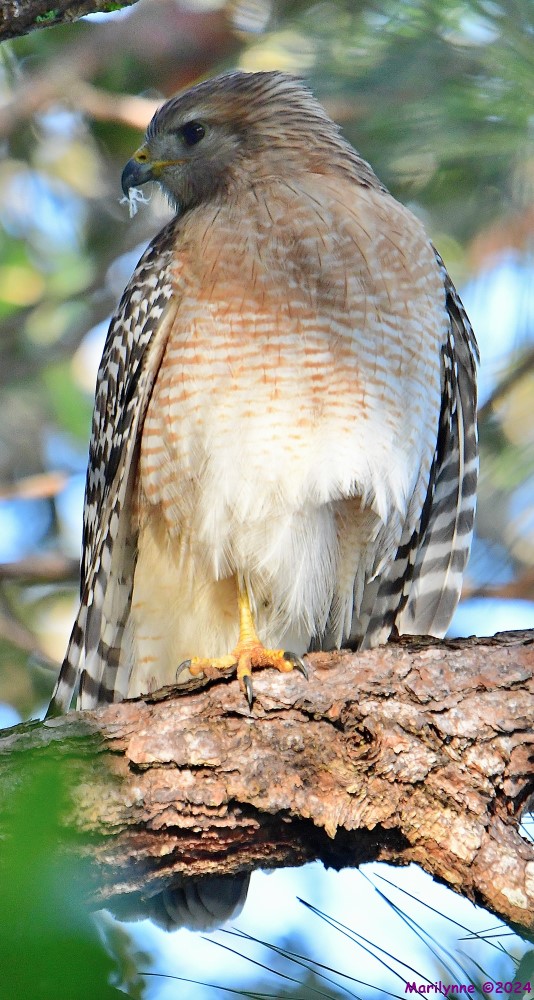 DSC_7447_001.JPG